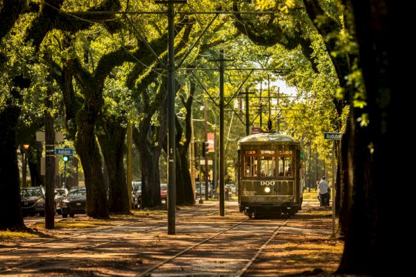 A vintage streetcar travels down a tree-lined street, surrounded by lush green foliage and dappled sunlight filtering through the leaves.